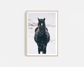 Black Brumby