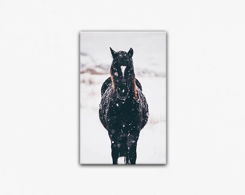 Black Brumby