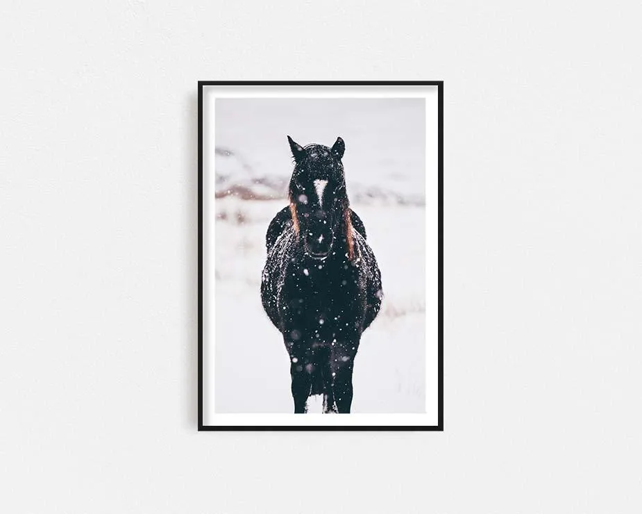 Black Brumby